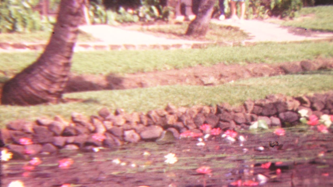 Stone-lined pond with floating flowers, lawn, palm trees, and a paved garden path.