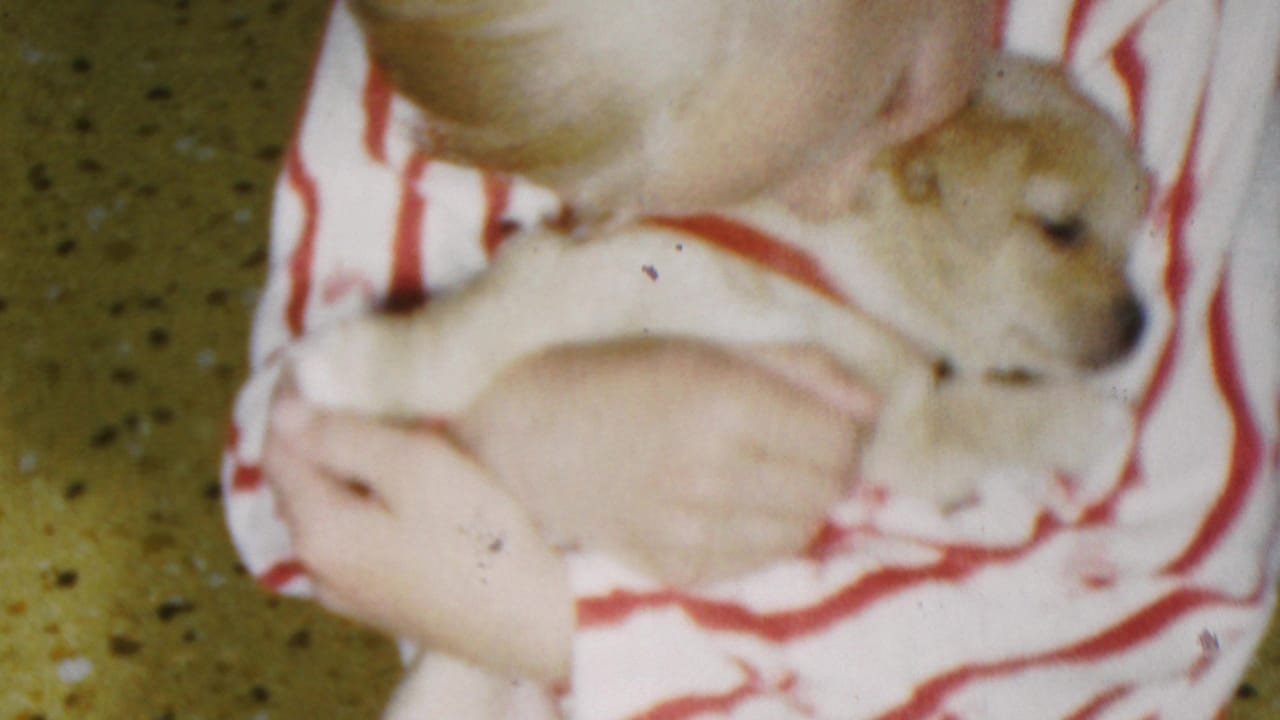 In this 1949 Seaside, New Jersey 8mm home-movie frame, a young child in red-and-white striped pajamas holds a small light-colored puppy close against their chest.