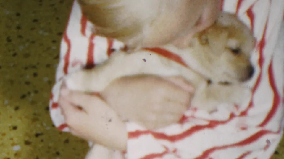 In this 1949 Seaside, New Jersey 8mm home-movie frame, a young child in red-and-white striped pajamas holds a small light-colored puppy close against their chest.