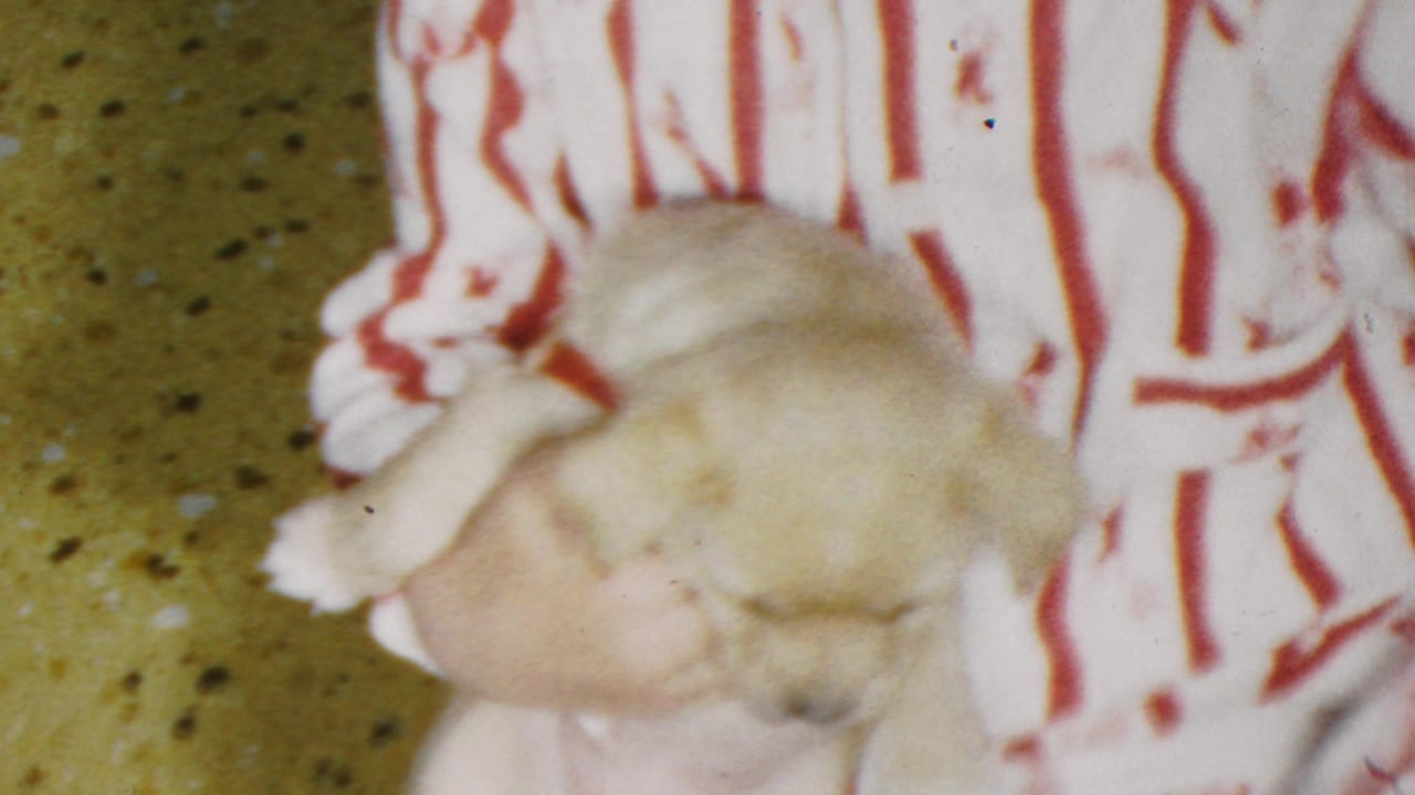 Small pale puppy rests across a child's arms in striped pajamas.