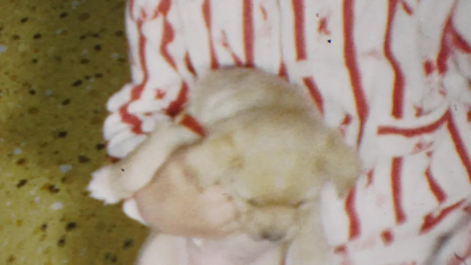 A small light-colored puppy appears to sleep while being held in the arms of a young child wearing red-and-white striped pajamas, with a speckled floor visible below.