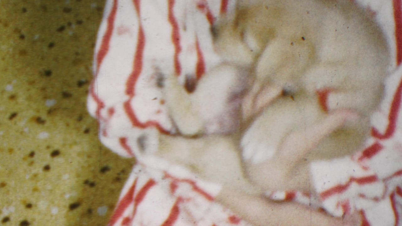 A young child in red-and-white striped pajamas hugs a small light-colored puppy close, with the puppy's body and paws visible in the soft 8mm frame.