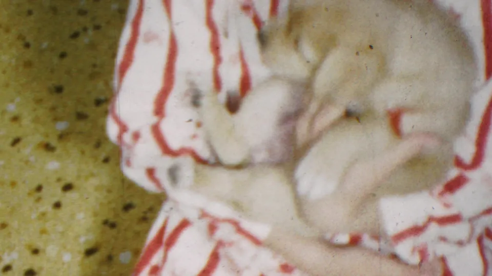 A young child in red-and-white striped pajamas hugs a small light-colored puppy close, with the puppy's body and paws visible in the soft 8mm frame.