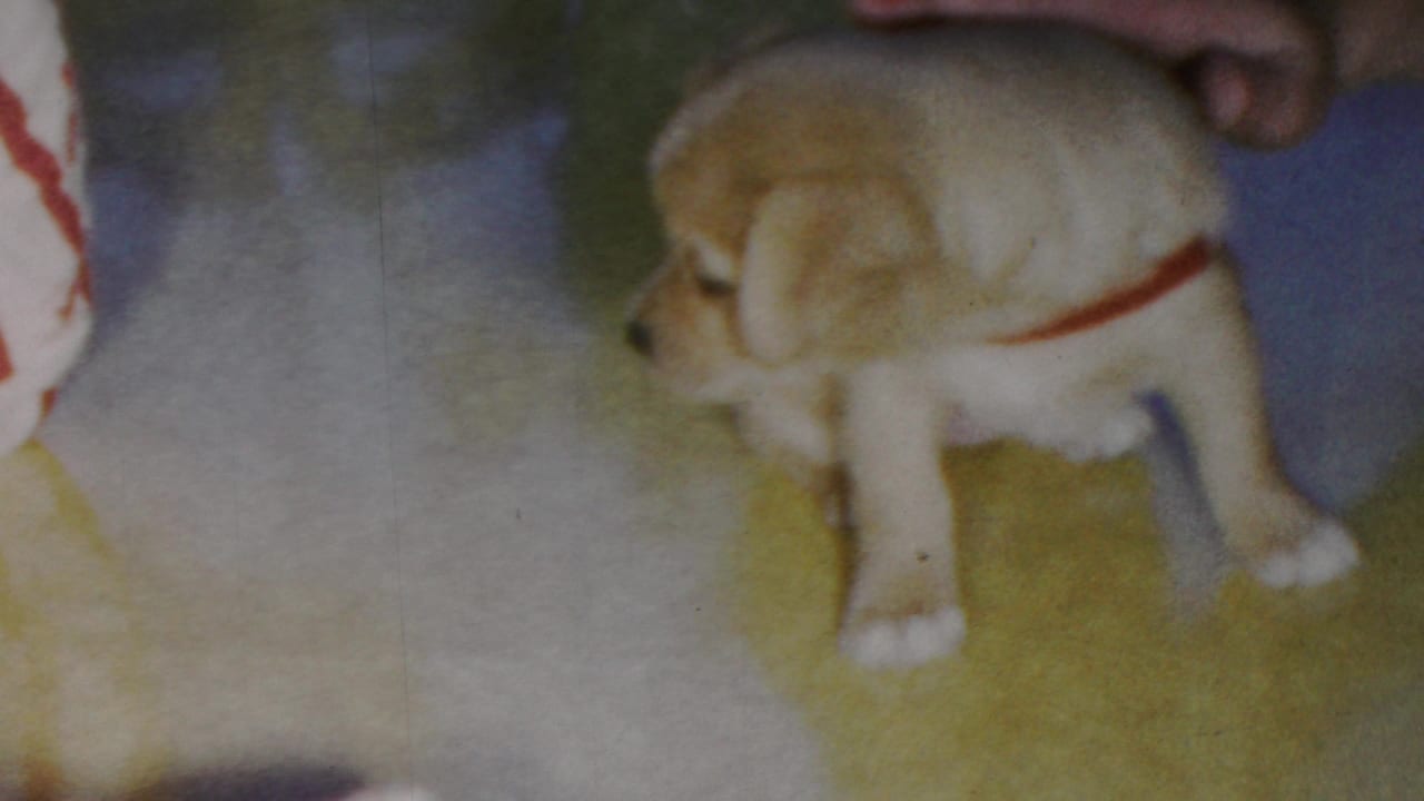 The small light-colored puppy stands on a carpeted floor wearing a red harness, with the striped-clothed person partly visible nearby in the 1949 Seaside home-movie scene.