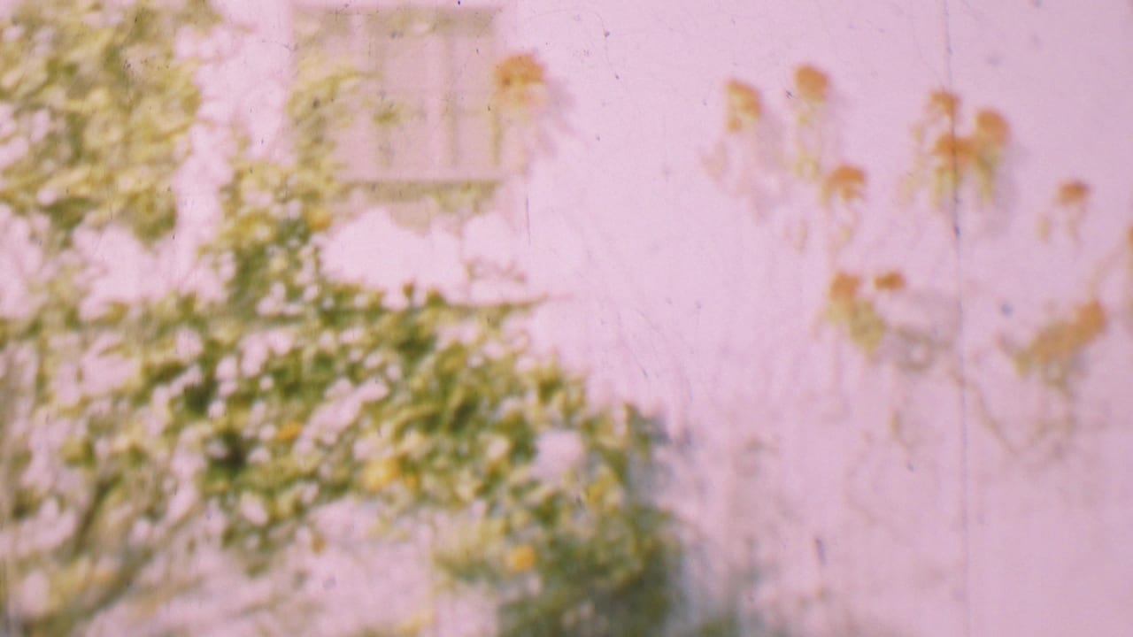 Soft-focus foliage and a white exterior wall with windows behind it.