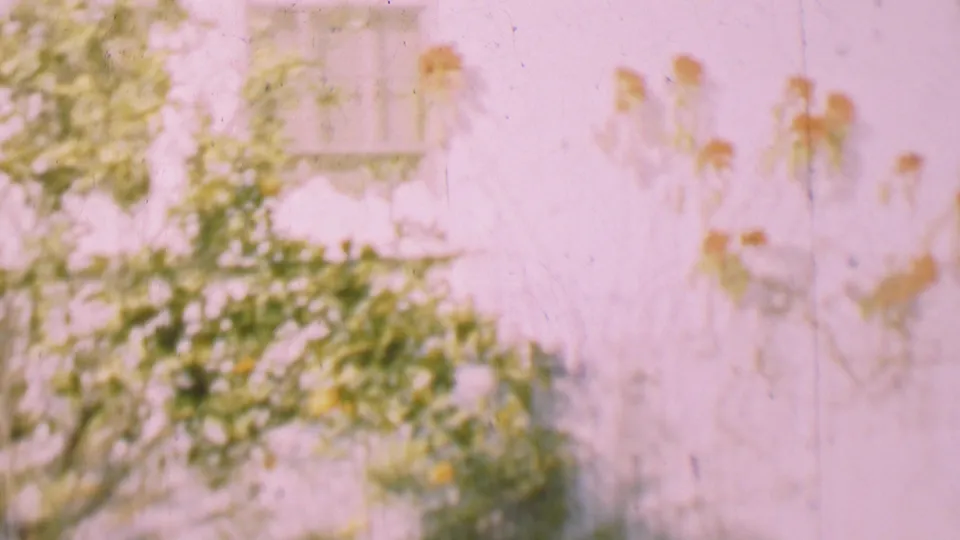 1955 San Diego 8mm frame showing leafy garden growth in front of a pale exterior wall with partially visible windows.