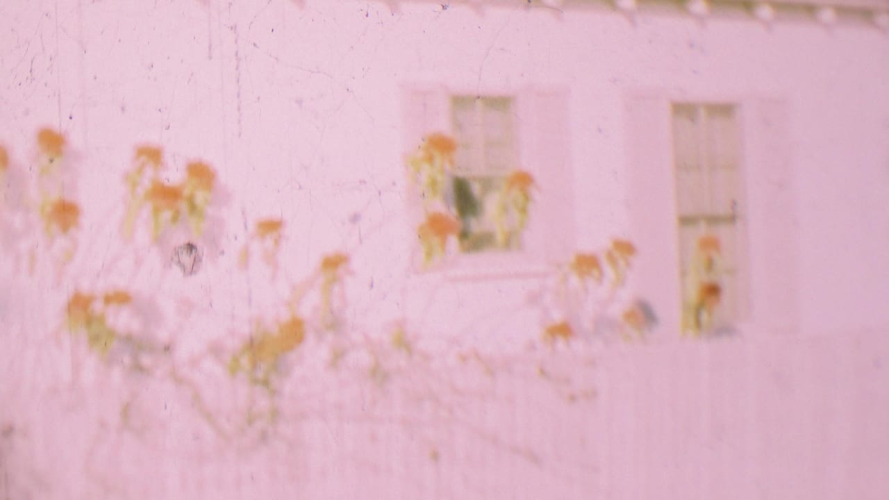 Soft 1955 8mm frame from San Diego showing tall plant stems and leaves against a bright white house wall with windows in the background.