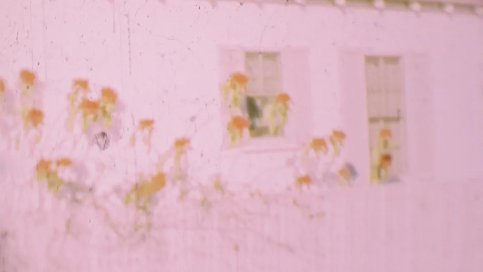 Soft 1955 8mm frame from San Diego showing tall plant stems and leaves against a bright white house wall with windows in the background.