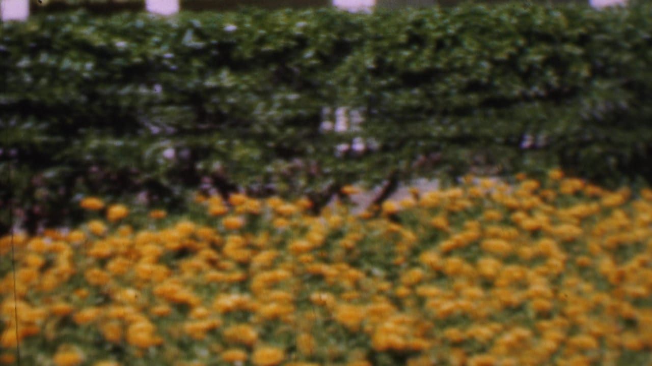 1955 San Diego 8mm frame showing yellow flowers and a trimmed hedge outside a light-colored residential house.