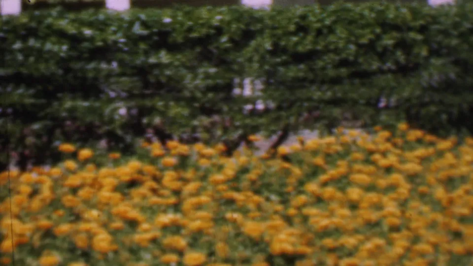 1955 San Diego 8mm frame showing yellow flowers and a trimmed hedge outside a light-colored residential house.