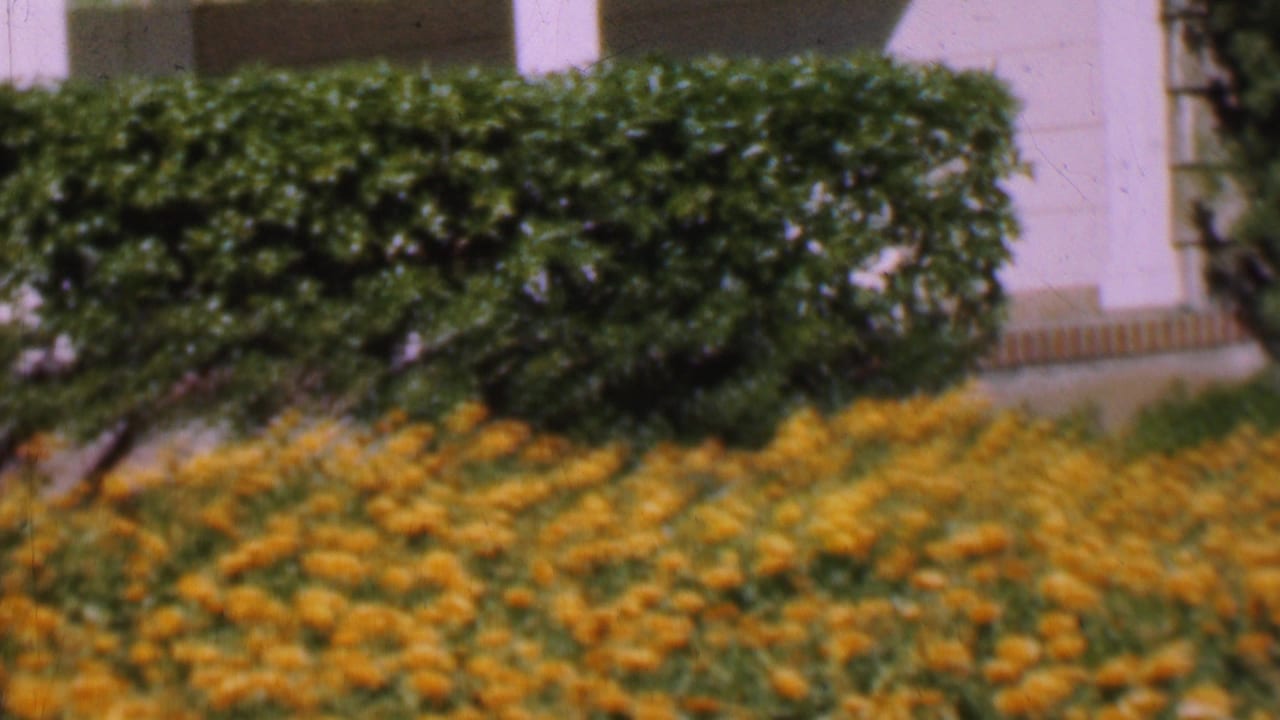 Flower bed and trimmed hedge outside a light-colored house.