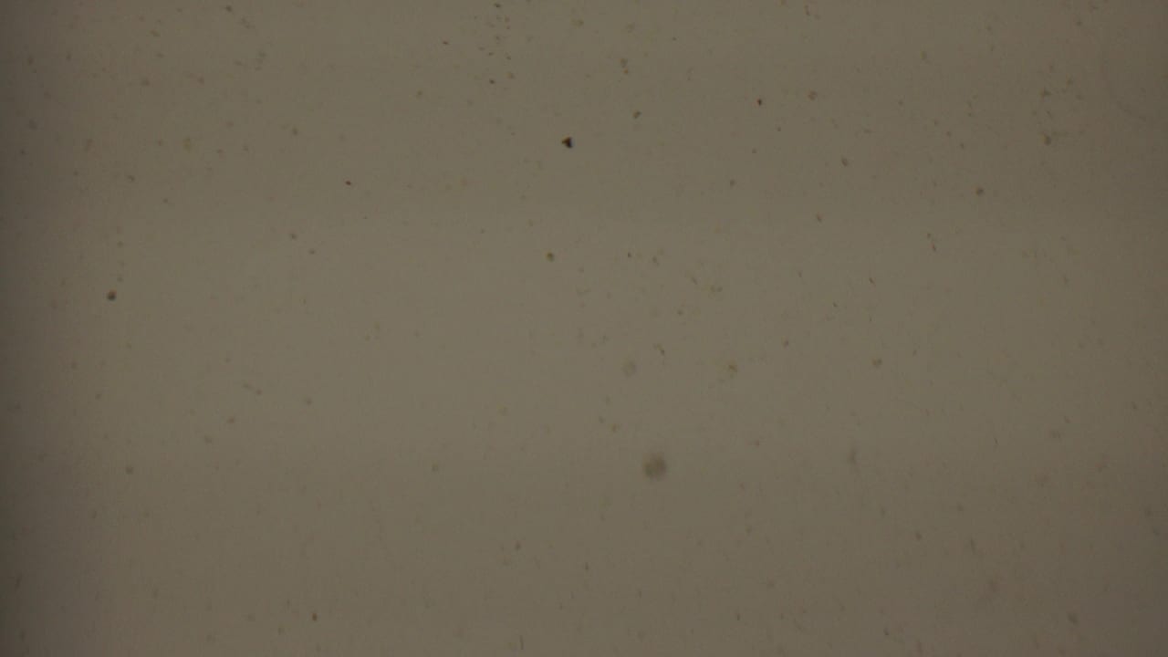 1956 8mm Hatfield, Pennsylvania home-movie frame showing a blank tan film surface with scattered dust, faint scratches, and soft edge darkening.