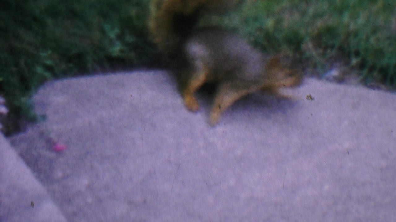 A gray squirrel appears blurred in motion on a concrete porch near grass in Hatfield, Pennsylvania, in footage identified as 1956 8mm home movie material.