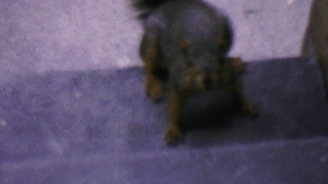 Squirrel paused near a step on a concrete porch.