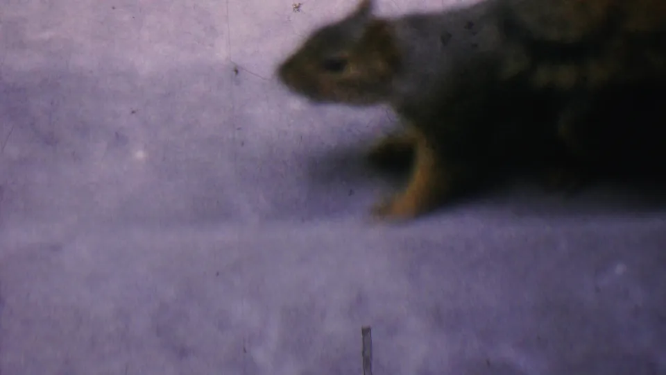 A gray squirrel is seen close to the camera on a concrete porch, with its head and body softened by motion blur and the 8mm film texture.