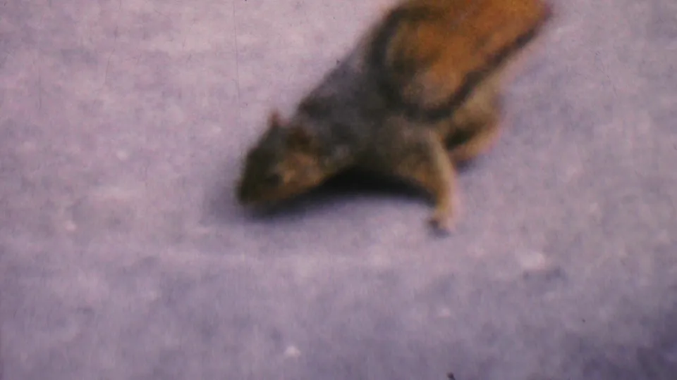 A squirrel with a raised bushy tail moves across the concrete porch surface, captured in a soft, grainy 1956 Hatfield home-movie frame.