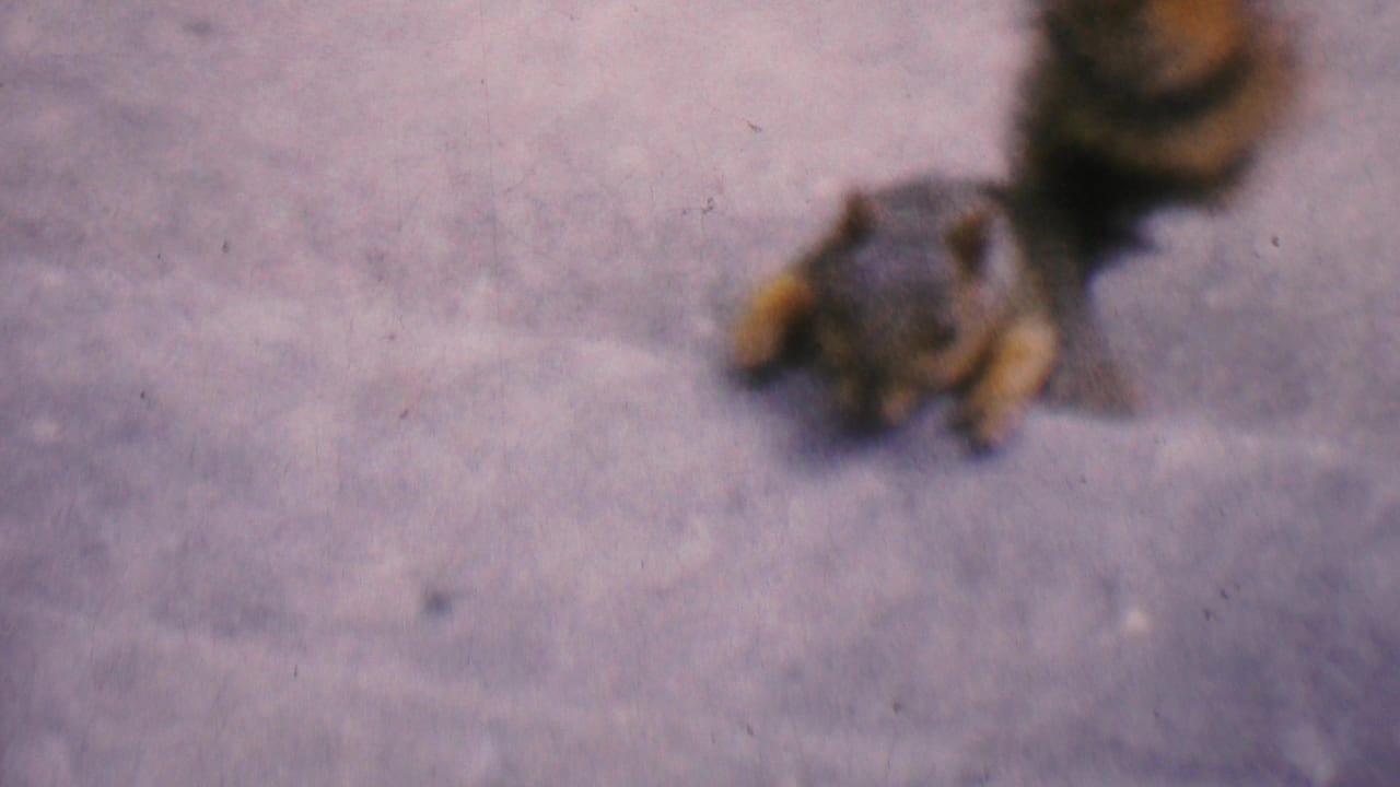 Squirrel near a peanut on a concrete step, partly blurred by soft focus.