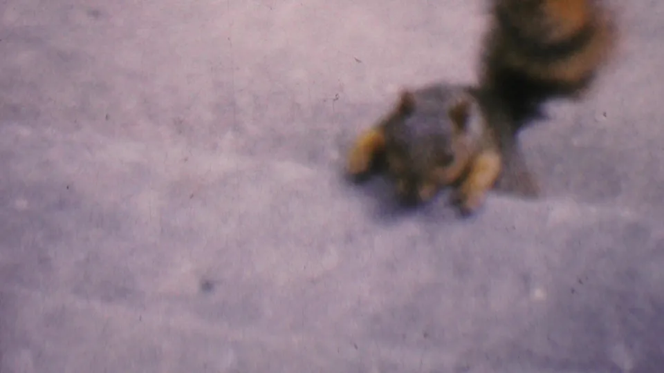 1956 Hatfield, Pennsylvania 8mm frame showing a gray squirrel near a peanut on an outdoor concrete step, with soft focus and visible film grain.