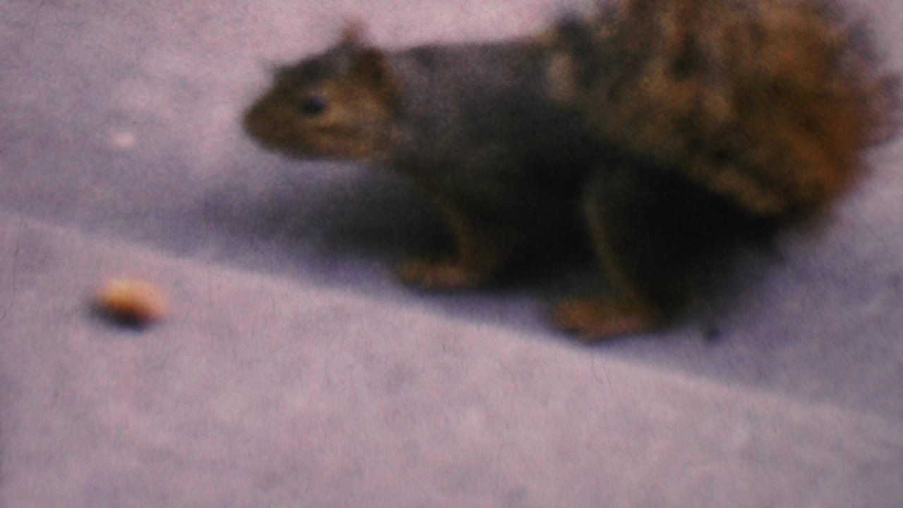 1956 Hatfield, Pennsylvania frame with the squirrel positioned beside a peanut on pale concrete, its bushy tail filling the right side of the shot.