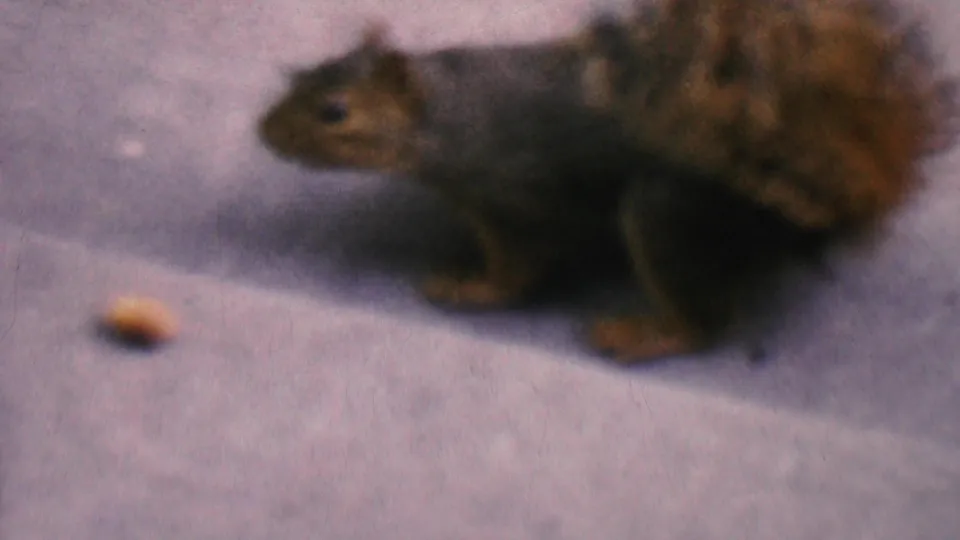 1956 Hatfield, Pennsylvania frame with the squirrel positioned beside a peanut on pale concrete, its bushy tail filling the right side of the shot.