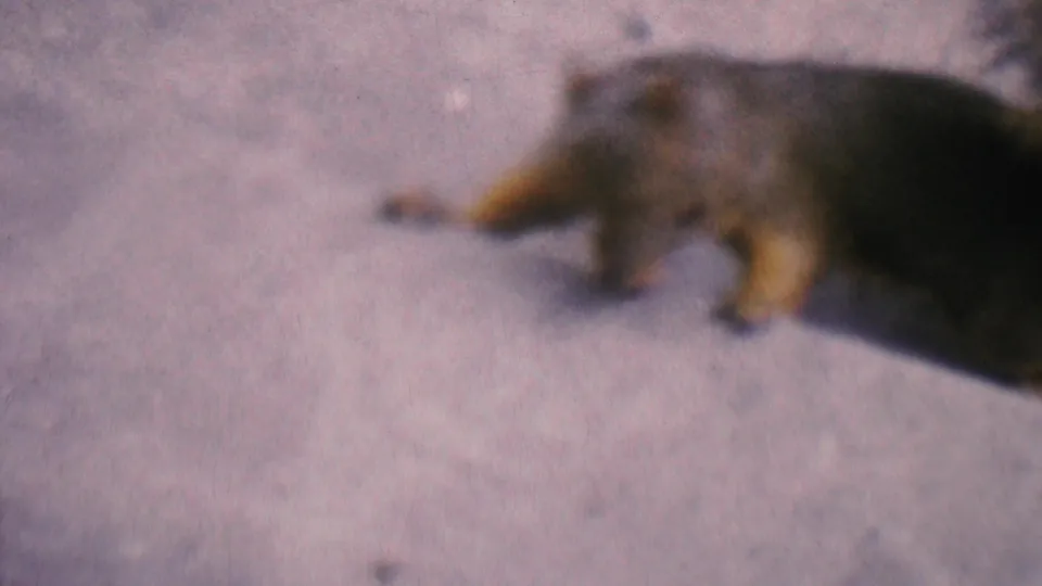 1956 Hatfield, Pennsylvania 8mm frame showing the squirrel moving low across the concrete step, with motion blur and a dark body shadow trailing behind it.