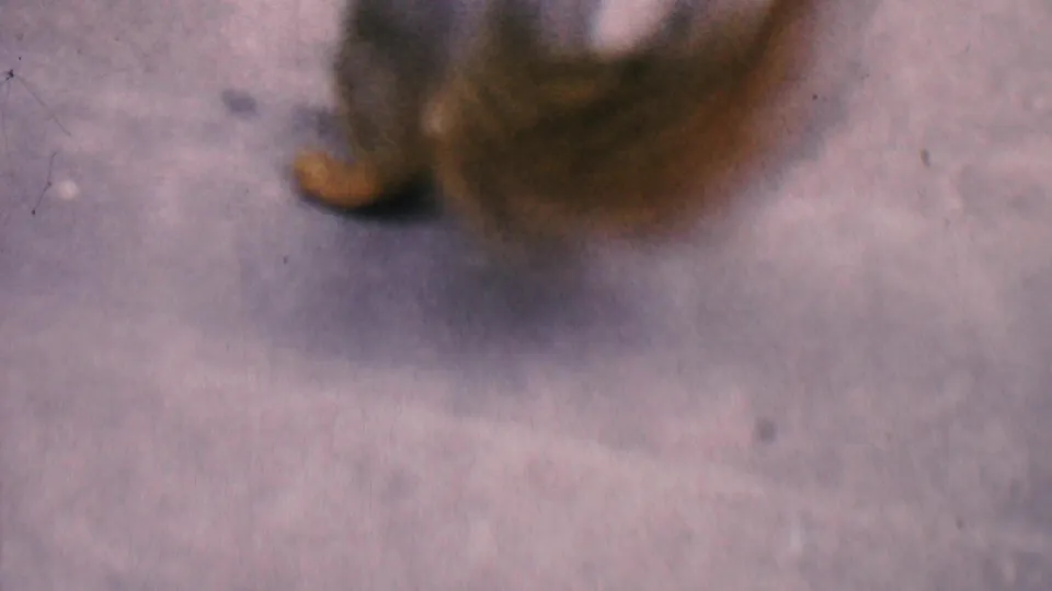 1956 Hatfield, Pennsylvania frame showing a close, soft-focus view of the squirrel's lower body and bushy tail as it moves on the concrete surface.