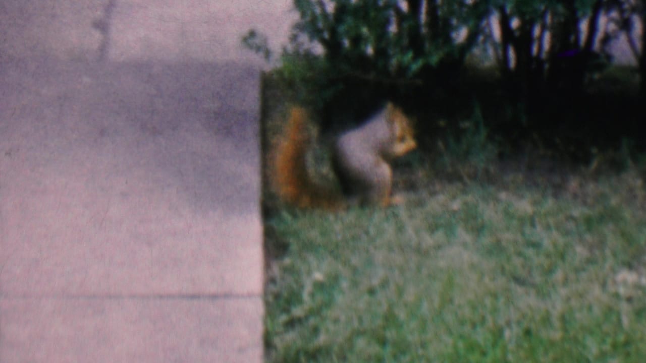 Squirrel crouched in the grass near bushes and sidewalk edge.
