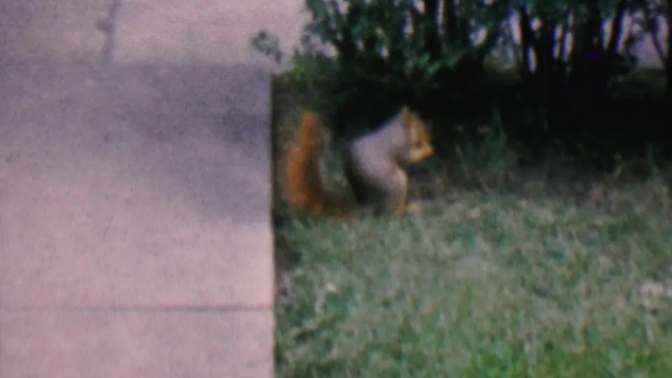 The squirrel crouches in a grassy yard near low bushes and the edge of a concrete sidewalk, seen in soft 8mm color footage from Hatfield, Pennsylvania.