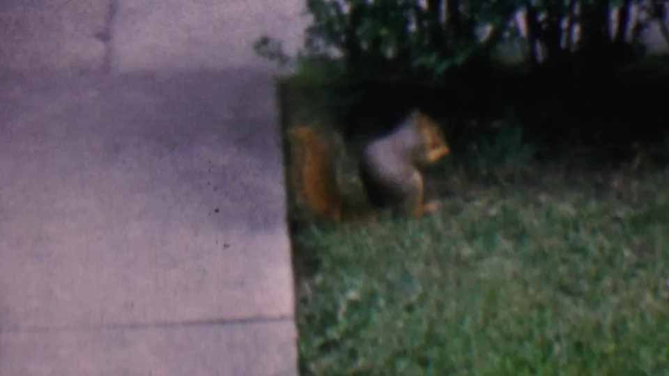 A small squirrel remains close to the sidewalk in a residential yard, with grass in the foreground and dark shrubbery behind it.