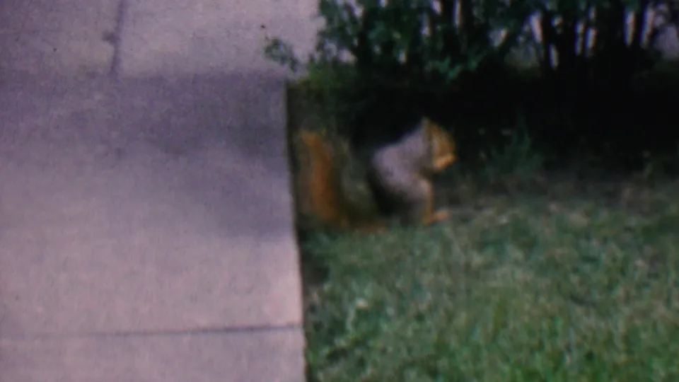 The final sampled frame shows the squirrel still near the grass and shrub line beside the concrete sidewalk in the Hatfield yard setting.