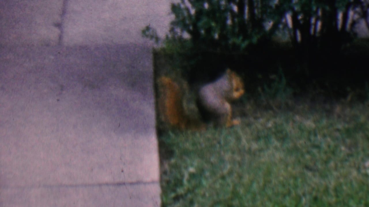 Squirrel sitting on grass beside a concrete walkway and shrubbery.