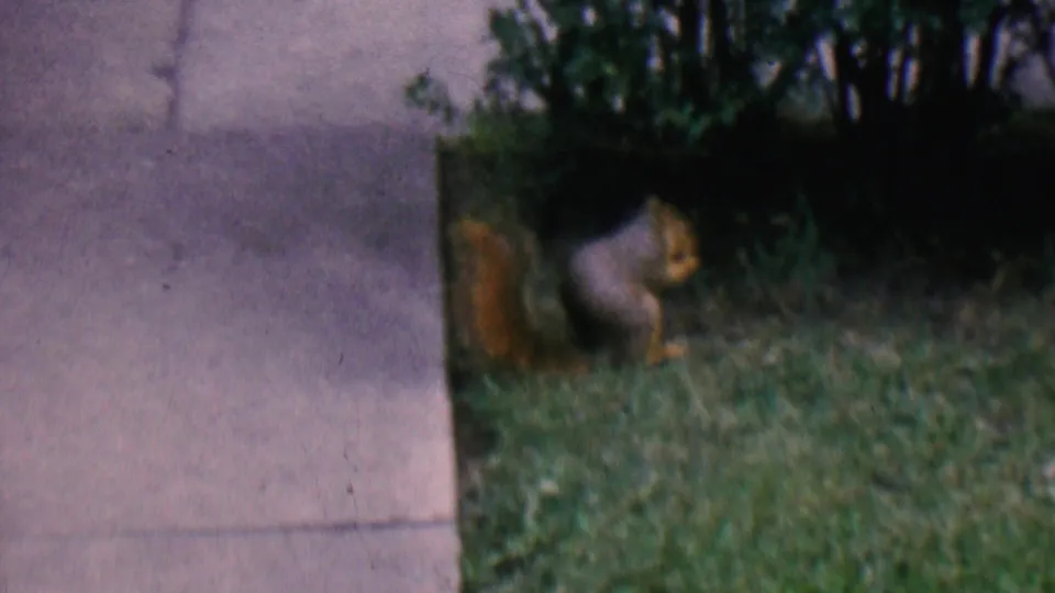 In this supported 1956 Hatfield, Pennsylvania home-movie frame, a squirrel sits upright on grass near a concrete walkway with dark shrubbery behind it.