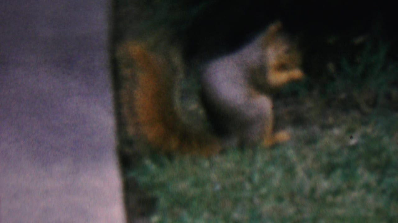 Closer view of a squirrel on grass near a walkway and shadowed plants.