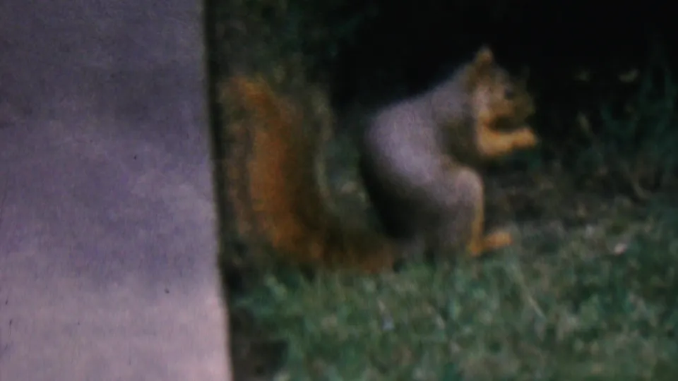 The squirrel remains on the lawn beside the walkway, appearing to forage or nibble in the documented Hatfield, Pennsylvania 1956 yard setting.