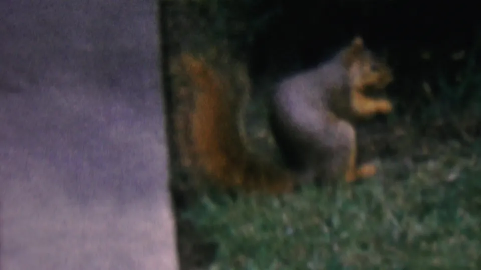 A squirrel sits upright on the grass near the concrete walkway, with its reddish-brown tail visible against the darker garden background.