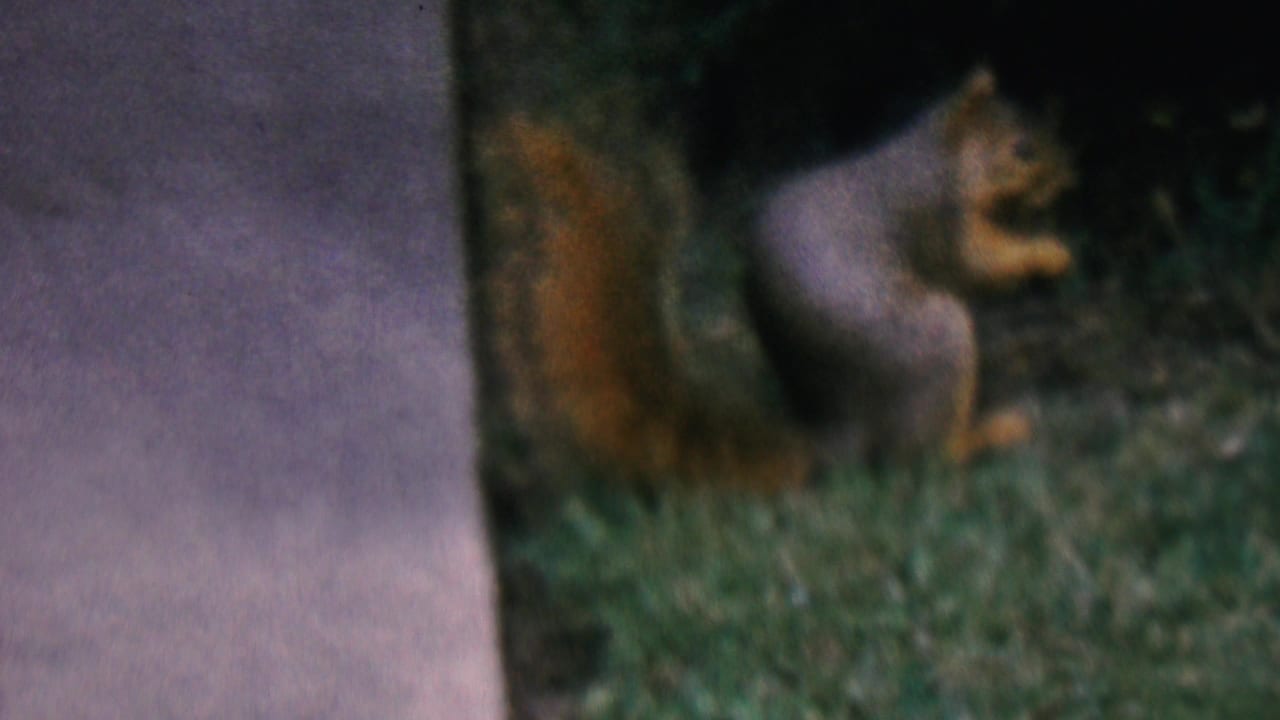 Small gray and reddish-brown squirrel stands upright in grass near a pale concrete surface in 1956 Hatfield, Pennsylvania home-movie footage.