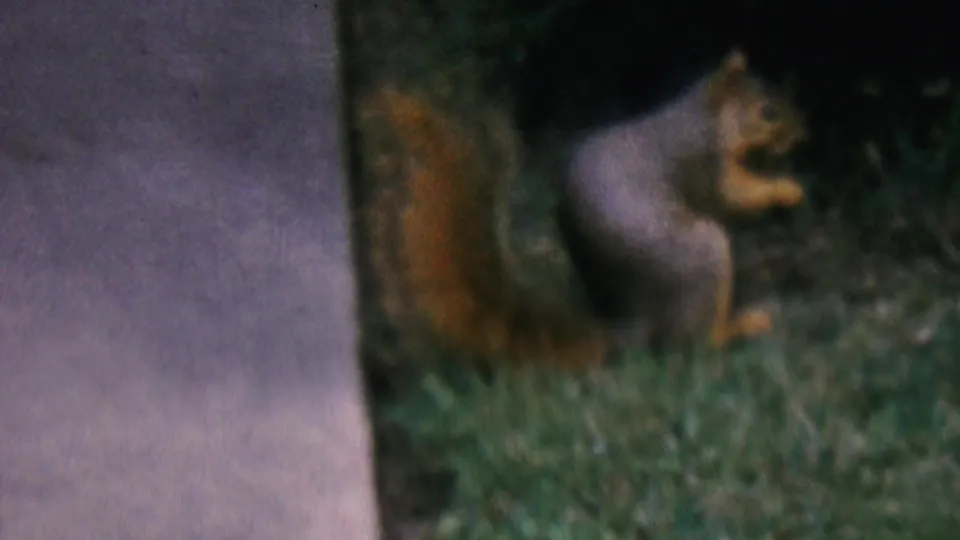 Small gray and reddish-brown squirrel stands upright in grass near a pale concrete surface in 1956 Hatfield, Pennsylvania home-movie footage.