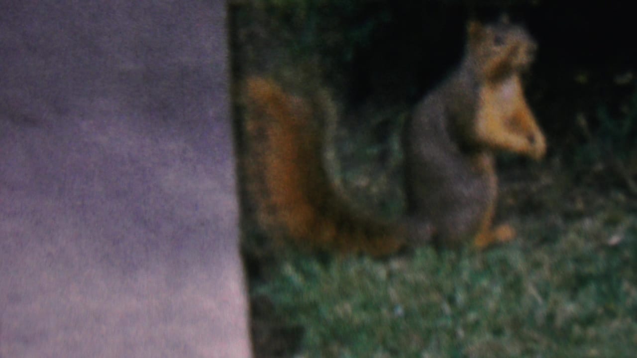 Squirrel upright in the grass with its tail visible near a concrete edge.