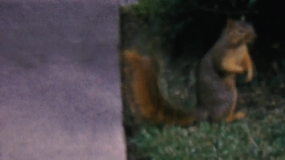 The squirrel is seen close to the concrete and grass boundary, partly turned with its tail behind it in soft 8mm home-movie focus.