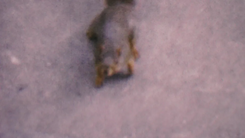 A small squirrel moves across or onto the pale concrete surface, with its body blurred by motion and the grass edge just outside the frame area.