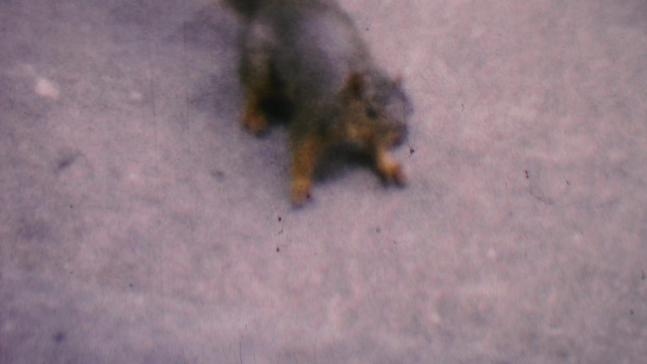 A squirrel appears on a concrete sidewalk in 1956 Hatfield, Pennsylvania home-movie footage, with soft focus, muted color, and a raised bushy tail.