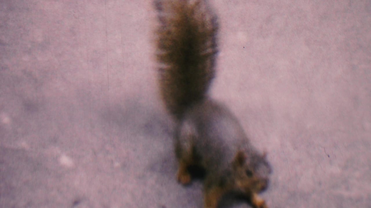Squirrel moving across a concrete sidewalk, seen from above with motion blur.
