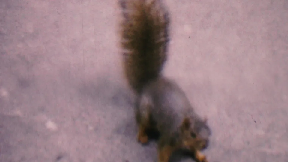The squirrel moves across the sidewalk in an overhead home-movie view, with visible motion blur and grain from the 8mm film source.