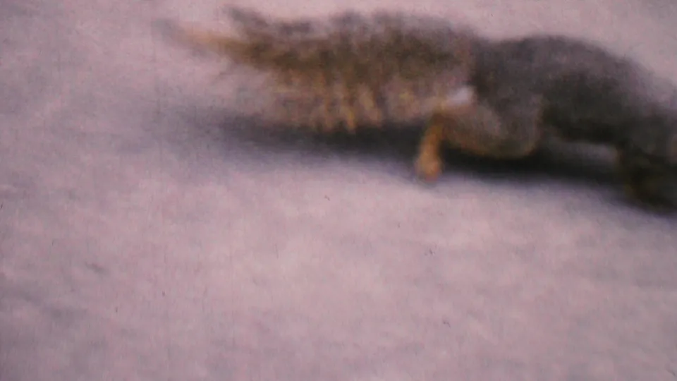 A close, soft-focus frame shows the squirrel low against the concrete sidewalk, emphasizing the animal's elongated body and bushy tail in the 1956 8mm footage.