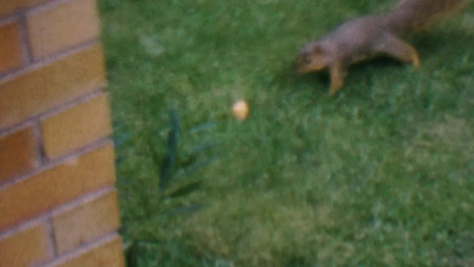 The squirrel stands on a green lawn near a brick wall and a small pale acorn or nut, matching the Hatfield, Pennsylvania home-movie setting described for this 1956 clip.