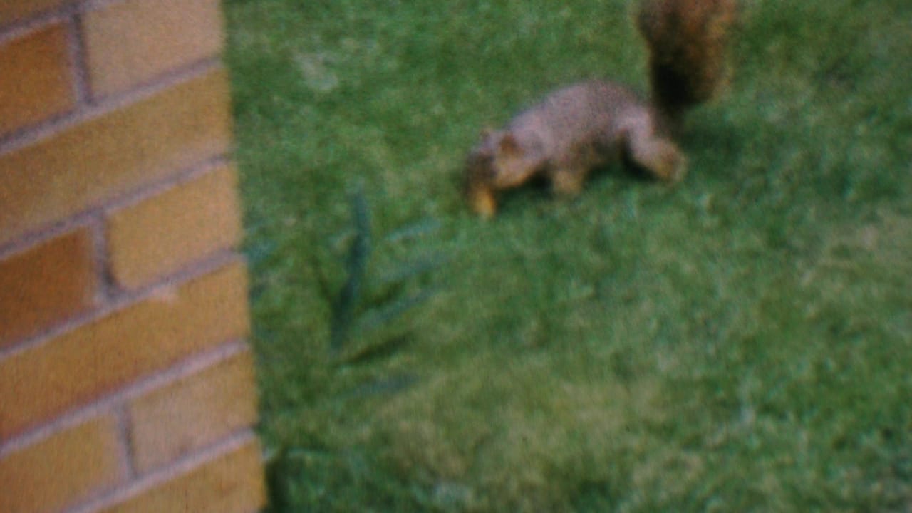 In 1956 Hatfield, Pennsylvania home-movie footage, a brown squirrel moves low across a green lawn near the edge of a brick wall.