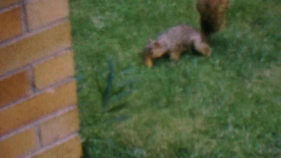 In 1956 Hatfield, Pennsylvania home-movie footage, a brown squirrel moves low across a green lawn near the edge of a brick wall.
