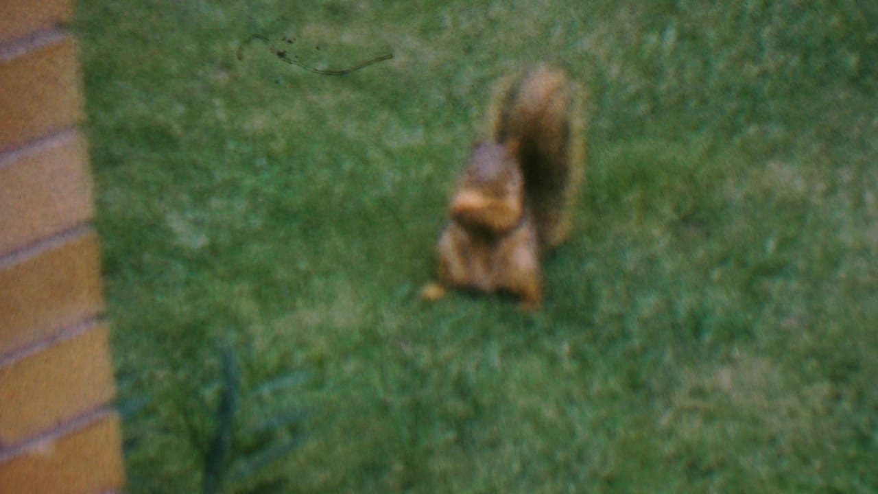 A brown squirrel stands upright on the grass near a brick wall, holding or inspecting a small item in the yard.