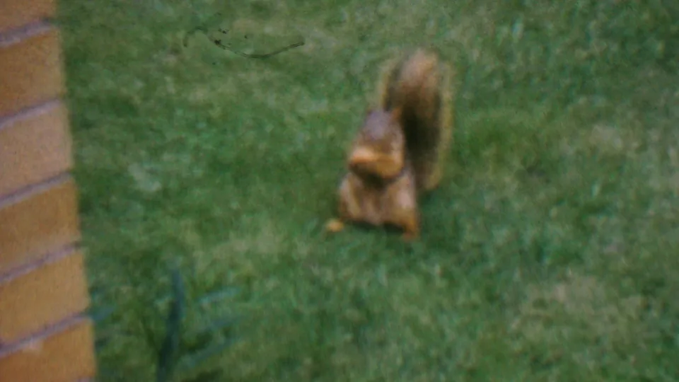 A brown squirrel stands upright on the grass near a brick wall, holding or inspecting a small item in the yard.