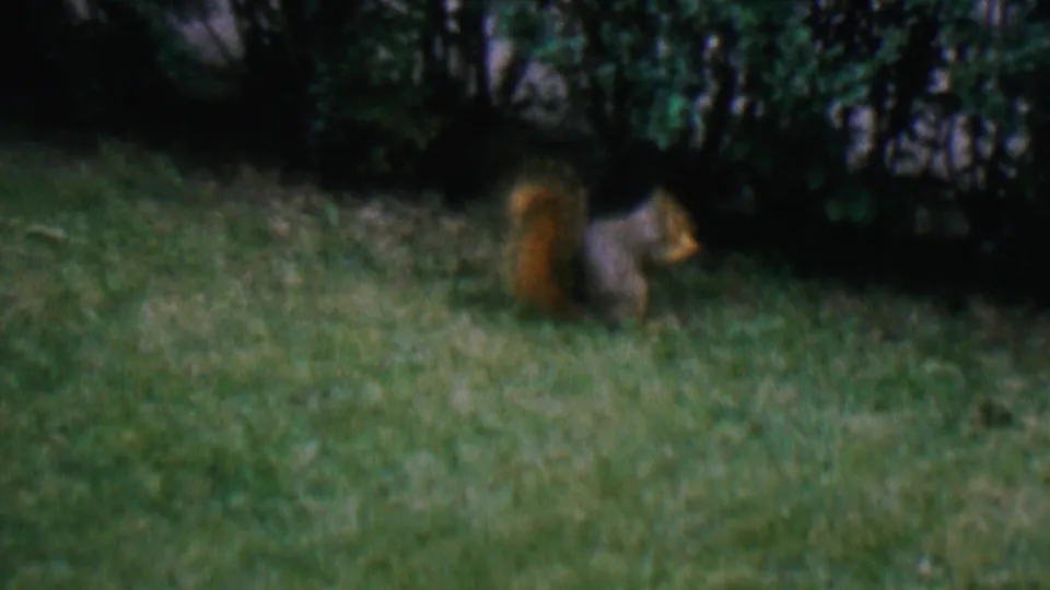 The squirrel sits near darker shrubs at the edge of a green lawn, with white fence sections visible in the background.